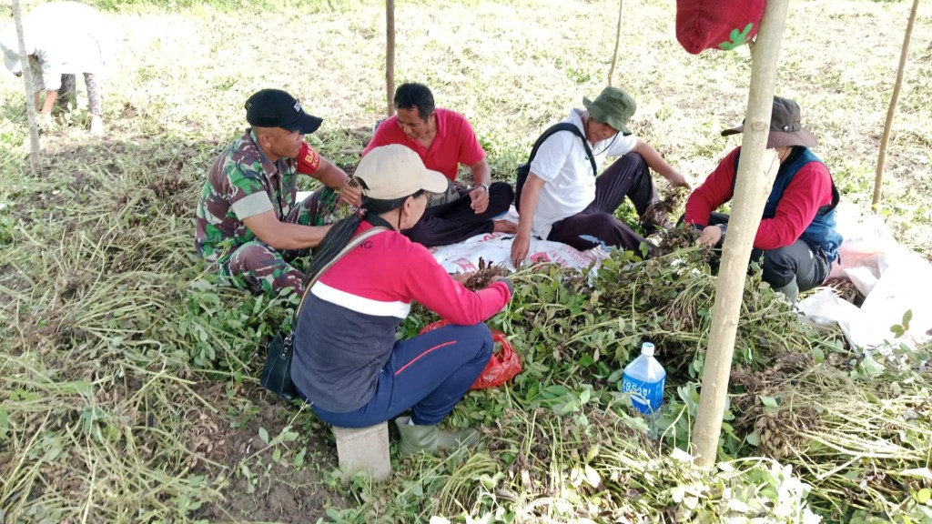 Babinsa Koramil Banjarangkan Dampingi Pengubinan Kacang Tanah Di Subak Semeagung Tempek Lantang