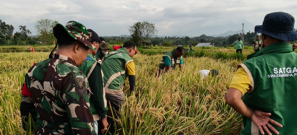 Babinsa Koramil Banjarangkan Bersama PPL Gelar Ubinan Di Subak Penasan