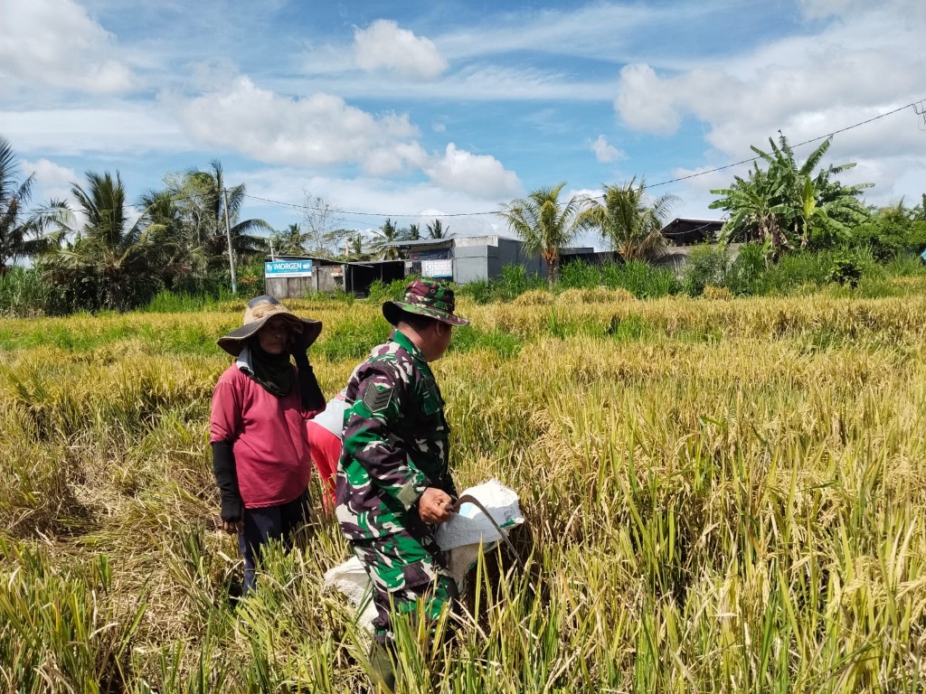 Turun Sawah, Babinsa Getakan Bantu Petani Panen Padi