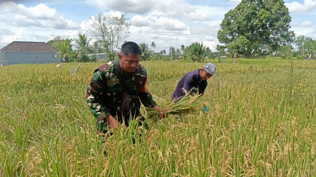 Bantu Petani Panen Padi, Babinsa Akah Tunjukkan Komitmen Dukung Penguatan Hanpangan