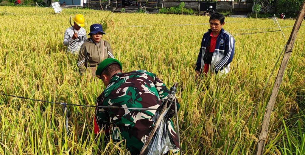 Langkah Nyata TNI Dorong Produktifitas Pertanian, Babinsa Kamasan Dampingi PPL Lakukan Ubinan