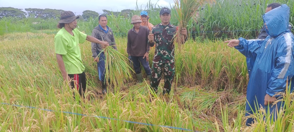 Dinas Pertanian Dan PPL Bersama Babinsa Gelgel Dampingi Pengubinan Padi Di Tempek Klotok Subak Toye Hee