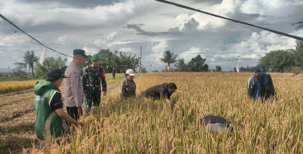Babinsa Koramil Klungkung Turun Sawah Ikut Serta Pengubinan Di Subak Manduang