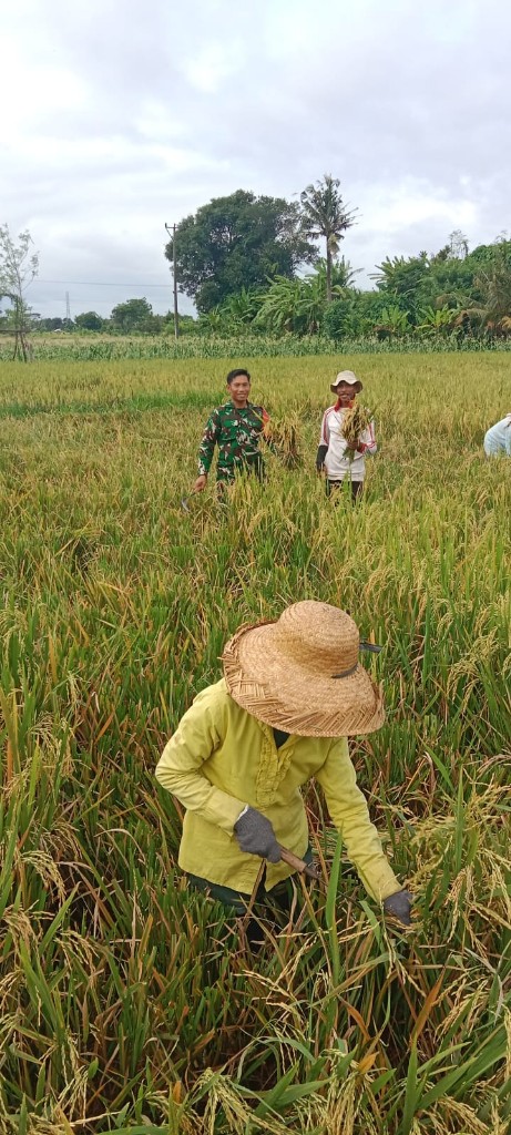 Berbaur Dan Menyatu, Babinsa Banjarangkan Bantu Petani Panen Padi