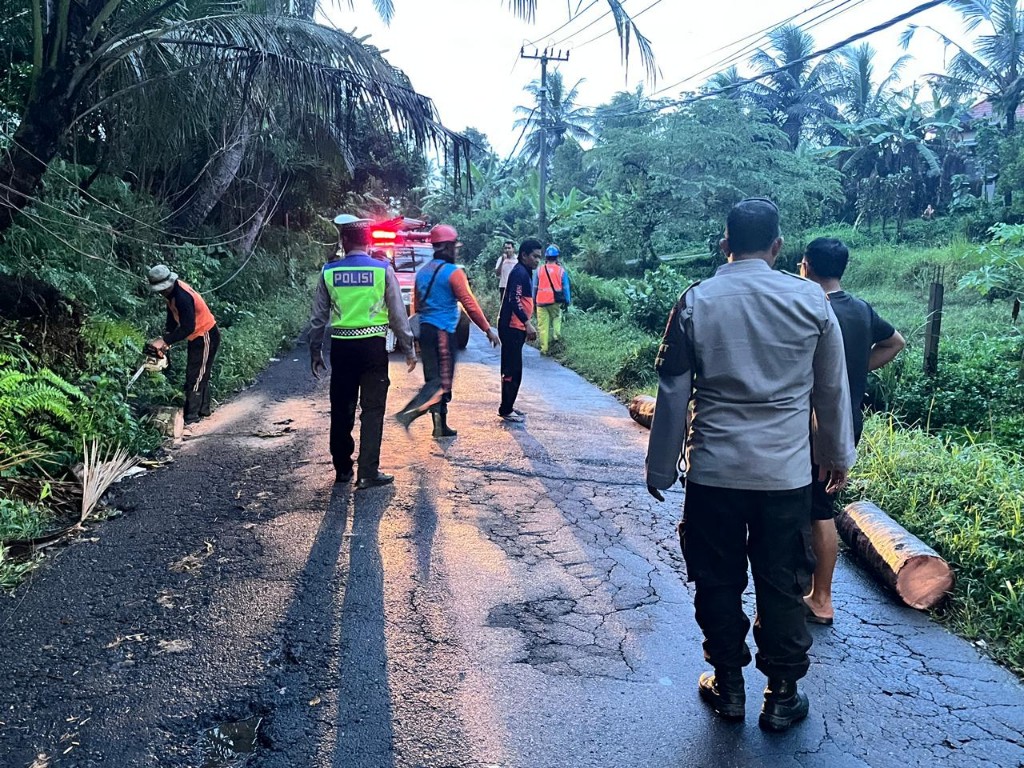 Respons Cepat Tim BPBD Klungkung Bersama Polsek Banjarangkan Atasi Pohon Kelapa Tumbang Akibat Cuaca Ekstrem