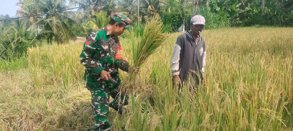 Peran Aktif TNI Sukseskan Hanpangan, Babinsa Koramil...