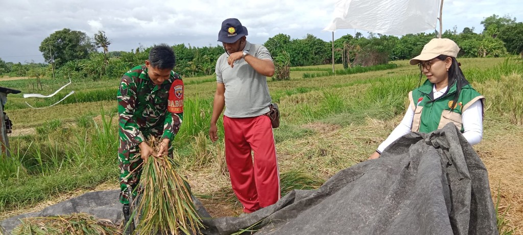 Babinsa Koramil Banjarangkan Dampingi PPL Gelar Ubinan Di Subak Dlod Banjarangkan Tempek Dauh Kapat