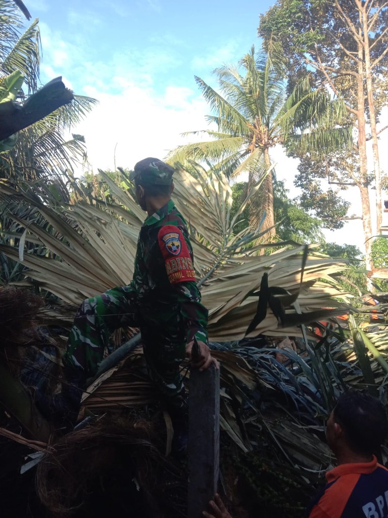 Aparat Gabungan Di Klungkung Laksanakan Penanganan Pohon Tumbang Di Desa Aan