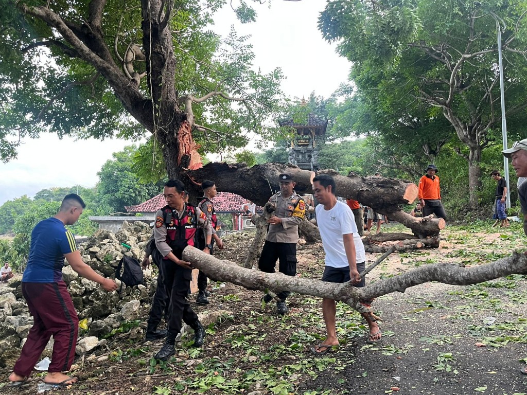 Semangat Gotong Royong di Semaya, Polisi, BPBD dan Warga Kompak Evakuasi Pohon Tumbang