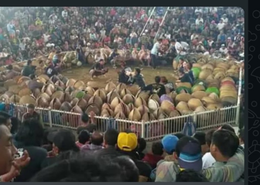 Tajen di Bali Diduga Jadi Arena Judi Terorganisir, Taruhan Besar,  Apakah Aparat Tutup Mata? 