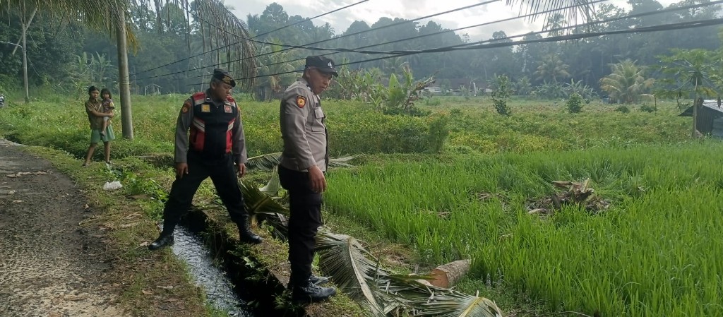 Petani asal Tulangnyuh  alami musibah tertimpa   Pohon kelapa...