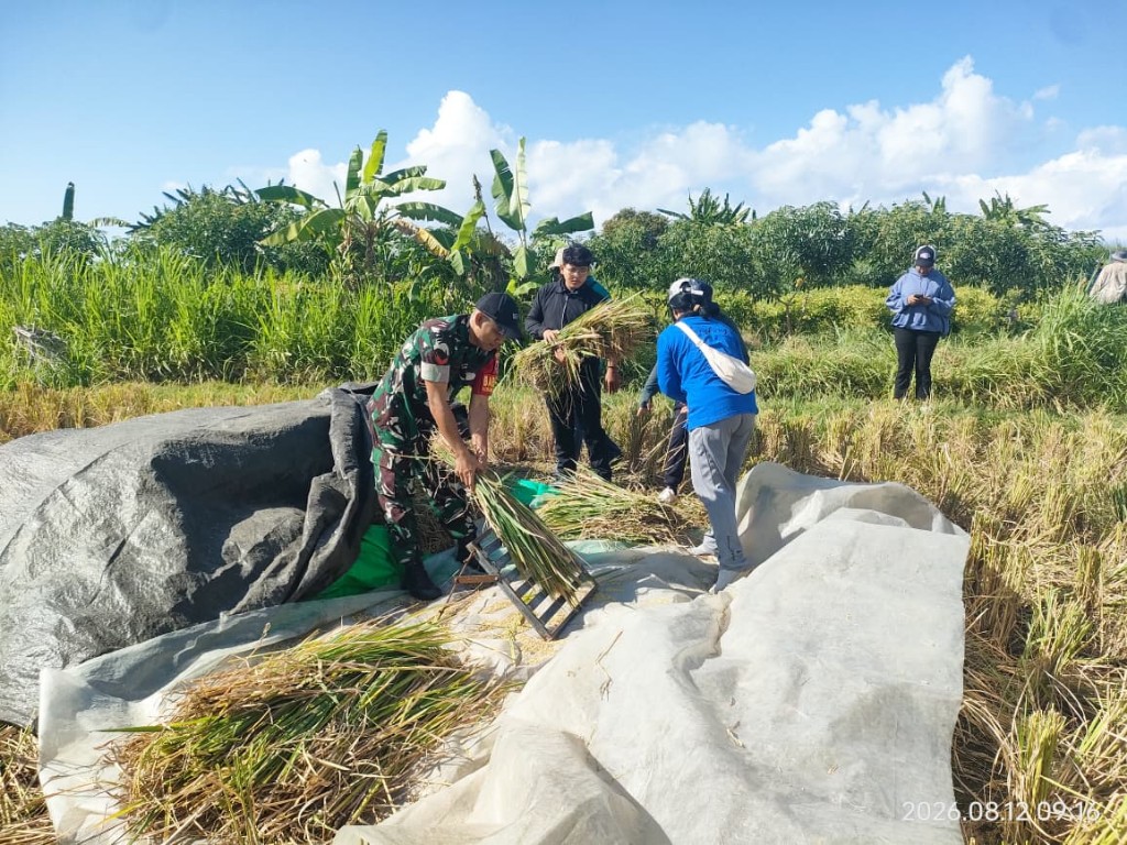 Turun Sawah Dampingi Ubinan Padi, Koptu Nyoman Suartawan Dorong Kemajuan Pertanian Di Desa Dawan Klod